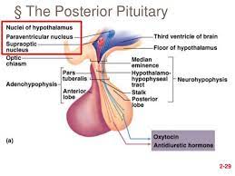 Pin On Ch 17 The Endocrine System