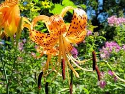 We did not find results for: Growing Tiger Lilies Information On Growing And Caring For Tiger Lily Plant Tiger Lily Flowers Tiger Lily Plant Lily Plants
