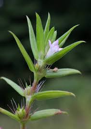 Image result for Hexasepalum sarmentosum