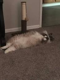 Maybe you would like to learn more about one of these? Original Kitten Chicken Dry Cat Food Instinct Pet Food