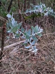 Image result for Acacia podalyriifolia