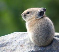 20+ Best Pika images | pika, animals wild, cute animals