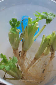 How many days do cilantro seeds take to grow? How To Grow Cilantro Coriander Growing Cilantro Corriander Plant Growing Coriander