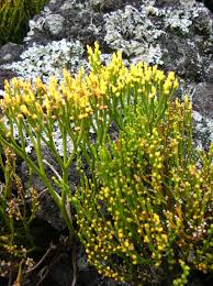 Image result for Psilotrichum