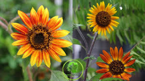 Di mana bunga matahari berasal dari negara meksiko, peru, amerika serikat dan menyebar luas ke seluruh dunia. Jenis Bunga Matahari Dan Cara Menanam Mgb Garden