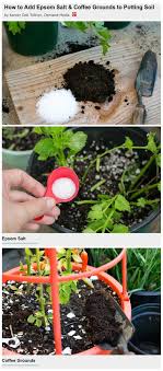 How do i store leftover coffee grounds that i got from starbucks. How To Add Epsom Salt Coffee Grounds To Potting Soil Potting Soil Soil Coffee Grounds