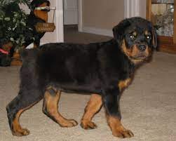 Health concerns for the rottweiler are very similar to other large or giant dog breeds, starting with joint problems. Von Warterr Rottweilers German Rottweiler Breeder