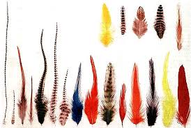 Understanding Feathers