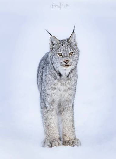 Part 2: Canada Lynx Quest Continued — Follow Me North