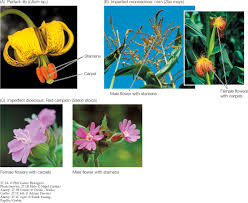 May also produce a scent. Figure 27 1