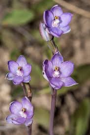 Image result for Lessertia pauciflora