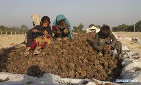 Taliban begin entering afghan capital kabul from all sides after seizing city of jalalabad posted 1h ago 1 hours ago sun 15 aug 2021 at 7:03am , updated 25m ago 25 minutes ago sun 15 aug 2021 at 8. People Harvest Pine Nuts In Jalalabad City Afghanistan Global Times