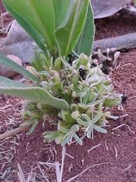 Image result for Dichapetalum