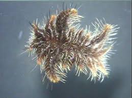 Black And Yellow Striped Caterpillar Georgia Stinging Caterpillars In Georgia Poison Caterpillars Identification Walter Reeves The Georgia Moth Species Spiders And Snakes Moth Caterpillar