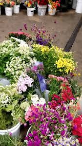 Get reviews, hours, directions, coupons and more for travis wholesale florists at 240 w josephine st, san antonio, tx 78212. Travis Wholesale Florists San Antonio 1 210 732 8261
