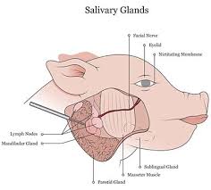 Fetal Pig Dissection And Lab Guide