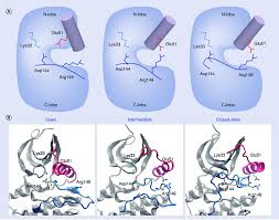 Check spelling or type a new query. Different Conformations Assumed By Cyclin Dependent Kinase 5 During The Download Scientific Diagram
