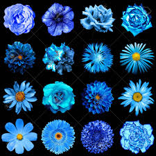 Choose from a large selection of arranged silk flowers including headstone sprays, grave site pillows, memorial wreaths, vase bouquets, floral bushes, and graveside crosses. Mix Collage Of Natural And Surreal Blue Flowers 16 In 1 Peony Dahlia Primula Aster Daisy Rose Gerbera Clove Chrysanthemum Cornflower Flax Pelargonium Isolated On Black Stock Photo Picture And Royalty Free