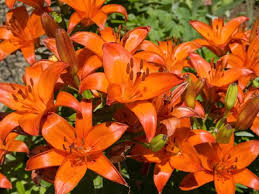 We did not find results for: 5 Frequently Asked Questions About Lilies Diy