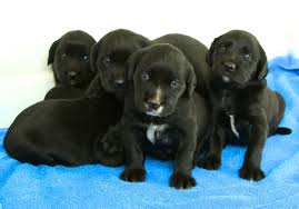 Chesapeake bay retriever puppies for sale founded in 1884, the akc is the recognized and trusted expert in breed, health and training information for dogs. Black Lab Puppies Dallas Tx