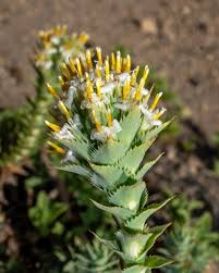 Image result for Volusia amboinensis