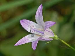 Campanula Rapunculus Campanula Campanula Flowers Garden Journal