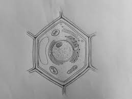 Plant Cell Plant Cell Drawing Plant Cell Diagram Plant Cell