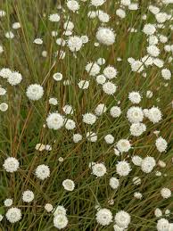 Image result for Syngonanthus welwitschii