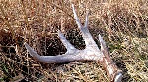 Fair warning went you cut the antler it stinks to high heaven. Bone Collector Definition Top 3 Places To Find Deer Sheds Bone Collector