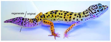 Gecko tail regeneration