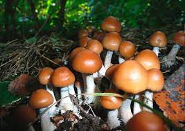 Why Are Some Mushrooms Magic