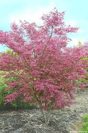 When your japanese maple gets old enough to need some shaping, it shouldn't be pruned in the early spring. Pin On Beauty Of Japanese Maples