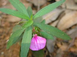 Image result for Afrohybanthus enneaspermus