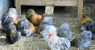 Lemon Blue Cochin Show Stock 6 Any Extras Cochin Chickens Cute Animals Teacup Puppies