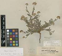 Image result for Gutenbergia rueppellii