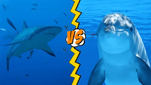 Which is best for optimizing wordpress images? Dolphin Vs Shark