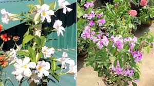 We did not find results for: Cheapest Diy Trellis For Vines And Climbing Plants Youtube