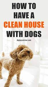 How To Have A Clean House With Dogs Dog Smells Clean House Dog Cleaning