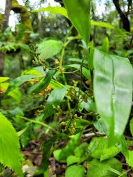 Image result for Polystachya fusiformis × lindblomii