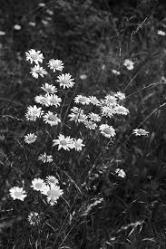 Aesthetic Black And Gray Wallpaper Black And White Photograph Of Wild Daisies Growing In A Summer Meadow Black And White Picture Wall White Aesthetic Photography Black And White Landscape