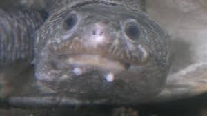 Log in or sign up in seconds.| West African Mud Turtle Care Sheet Reptiles Magazine