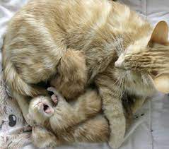 Kitten Boom Continues At Humane Society Cute Cats Cats Kittens Cutest