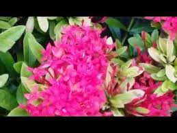 Maybe you would like to learn more about one of these? Ixora Or Ixora Coccinea West Indian Jasmine Tropical Flower Youtube