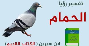تفسير رؤية الحمام في المنام لابن سيرين animals parrot