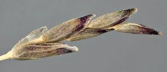 Image result for Eragrostis congesta