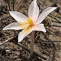 Image result for Gethyllis transkarooica