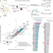Check spelling or type a new query. The Sars Cov 2 Rna Protein Interactome In Infected Human Cells Nature Microbiology