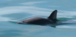Check spelling or type a new query. Fin Tastic Facts About The Vaquita For Kids