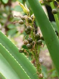 Image result for Aloe bukobana