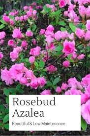 Rosebud Azalea A Low Maintenance Shrub Trillium Living Azaleas Landscaping Low Maintenance Shrubs Shrubs For Landscaping